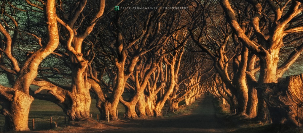 dark hedges
