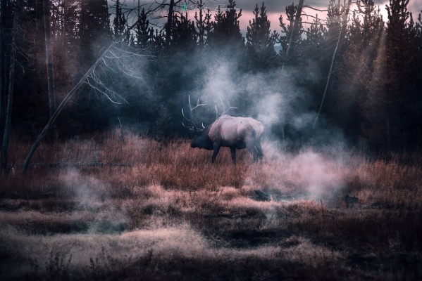 yellowstone elk