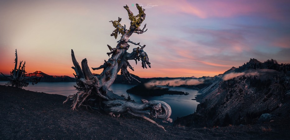 old pine @ crater lake