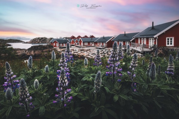 Lofoten lupins