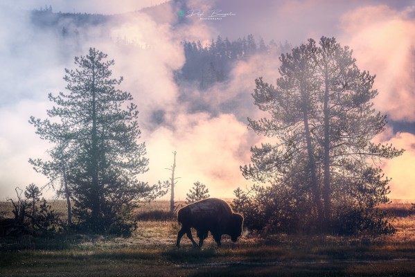 yellowstone_bison