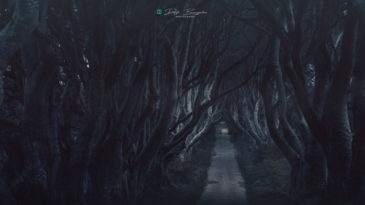 dark hedges_NI