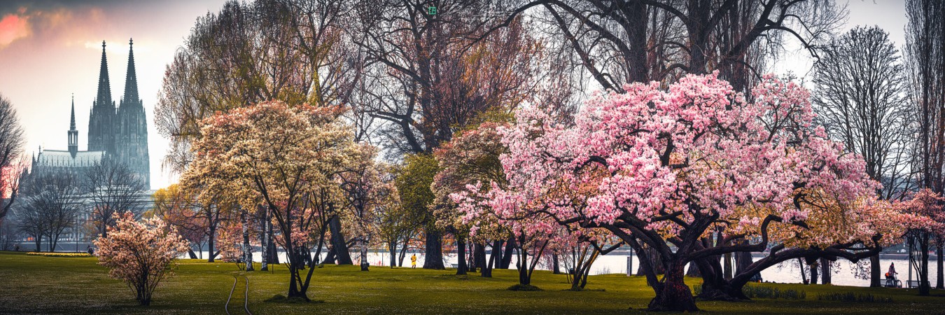 cherry blossom cologne