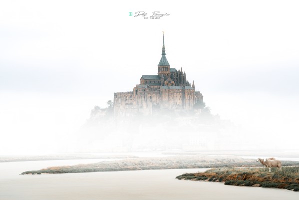 Mt-St-Michel-haze-sheep