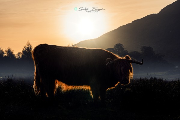 cattle