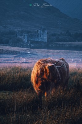 scot cattle